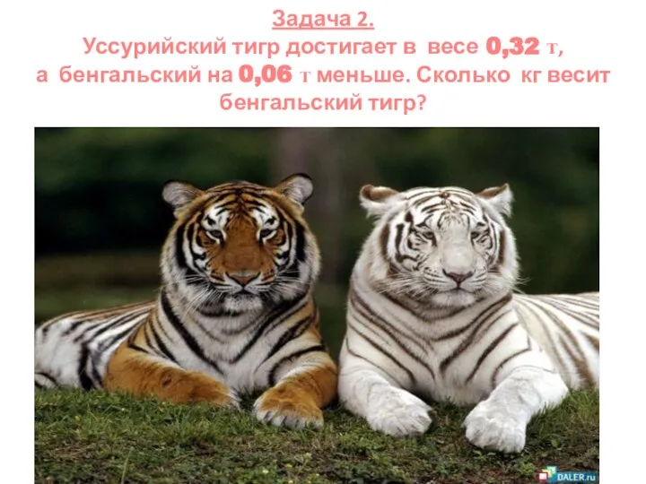 Задача 2. Уссурийский тигр достигает в весе 0,32 т, а бенгальский на