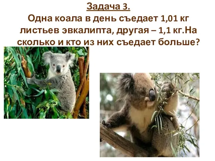 Задача 3. Одна коала в день съедает 1,01 кг листьев эвкалипта, другая