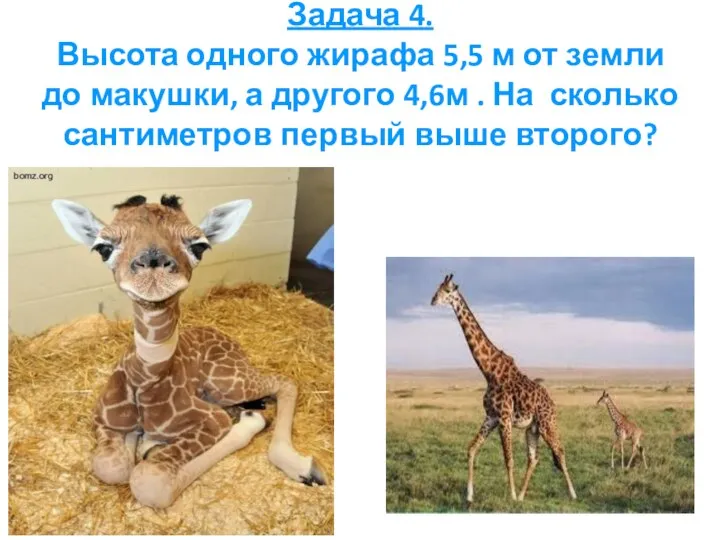Задача 4. Высота одного жирафа 5,5 м от земли до макушки, а