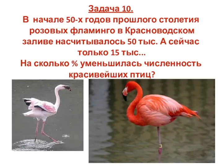 Задача 10. В начале 50-х годов прошлого столетия розовых фламинго в Красноводском
