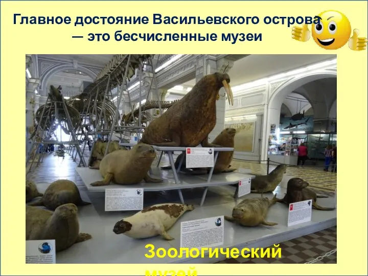 Главное достояние Васильевского острова — это бесчисленные музеи Зоологический музей