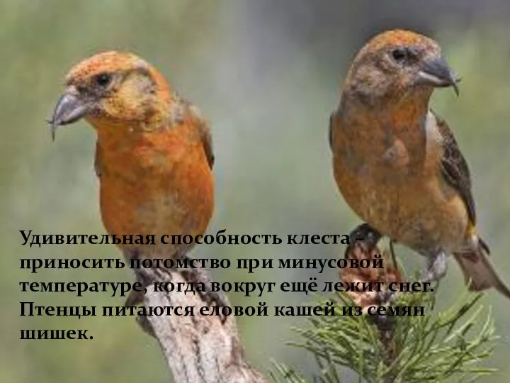 Удивительная способность клеста –приносить потомство при минусовой температуре, когда вокруг ещё лежит