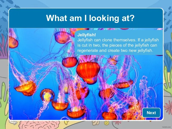 Jellyfish! Jellyfish can clone themselves. If a jellyfish is cut in two,