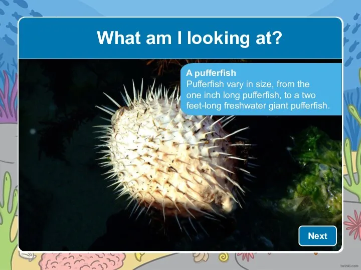 A pufferfish Pufferfish vary in size, from the one inch long pufferfish,