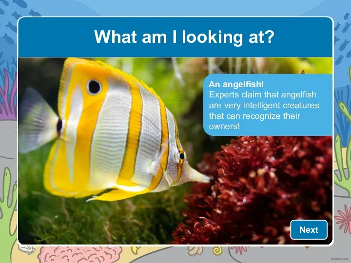 An angelfish! Experts claim that angelfish are very intelligent creatures that can