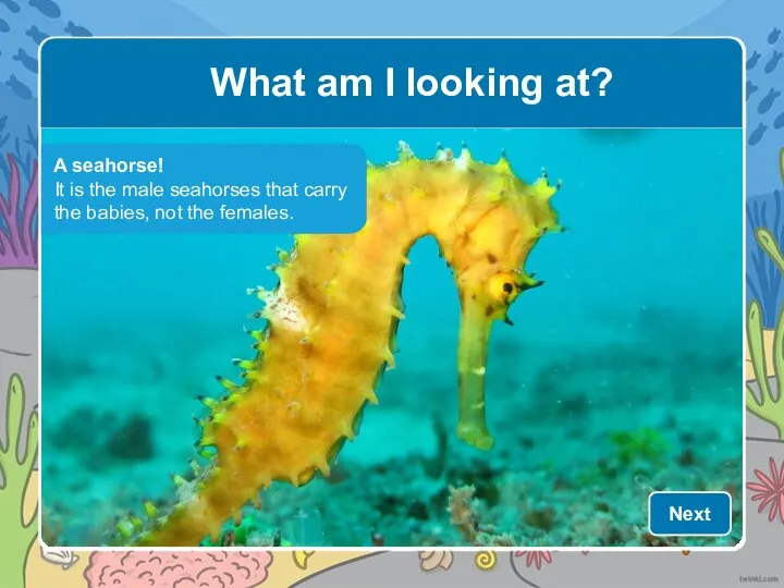 A seahorse! It is the male seahorses that carry the babies, not