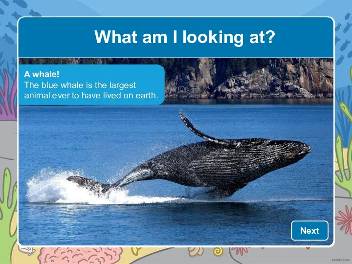 What am I looking at? A whale! The blue whale is the