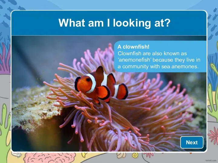 A clownfish! Clownfish are also known as ‘anemonefish’ because they live in