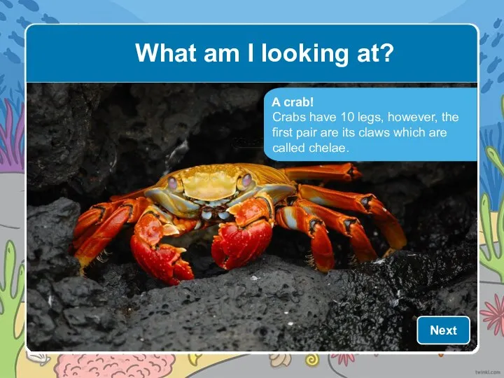 A crab! Crabs have 10 legs, however, the first pair are its