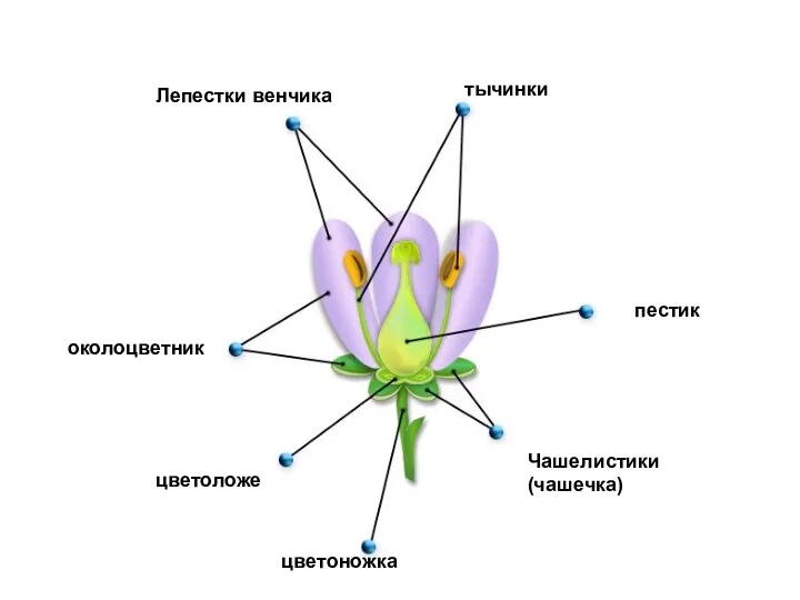 Лепестки венчика тычинки пестик околоцветник цветоложе Чашелистики (чашечка) цветоножка