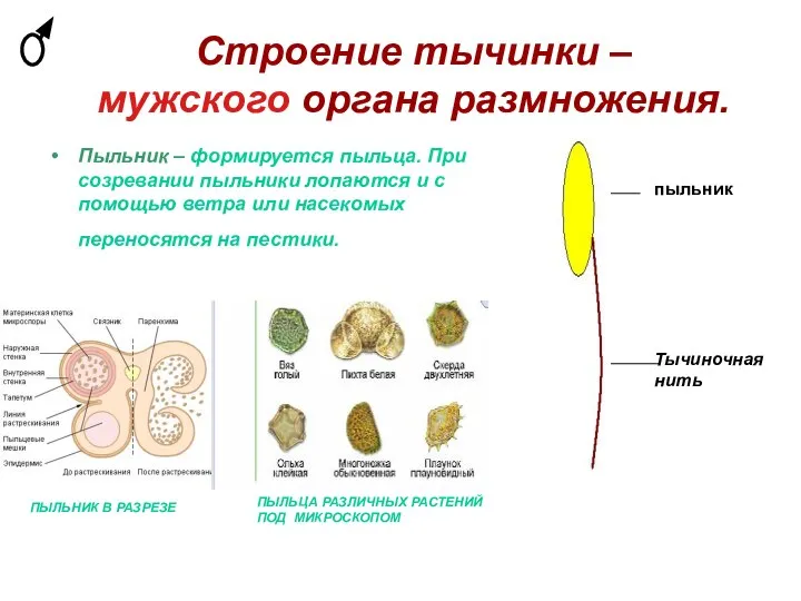 Строение тычинки – мужского органа размножения. Пыльник – формируется пыльца. При созревании