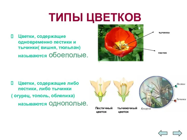 ТИПЫ ЦВЕТКОВ Цветки, содержащие одновременно пестики и тычинки( вишня, тюльпан) называются обоеполые.
