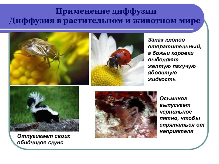 Применение диффузии Диффузия в растительном и животном мире Запах клопов отвратительный, а