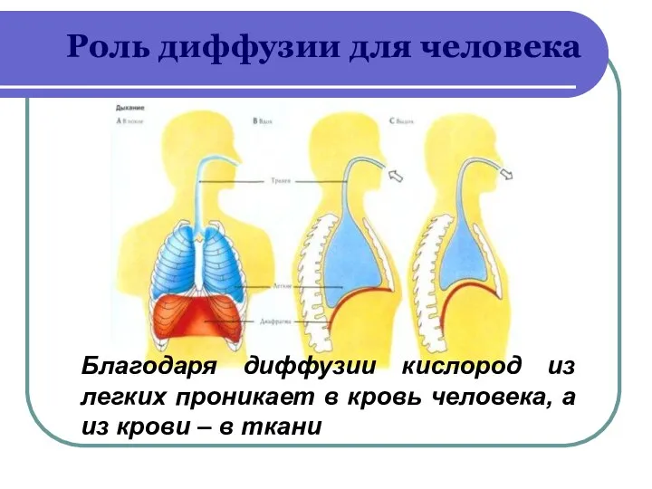 Роль диффузии для человека Благодаря диффузии кислород из легких пpоникaeт в кровь