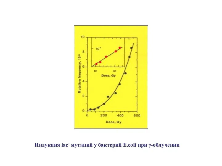 Индукция lac- мутаций у бактерий E.coli при γ-облучении