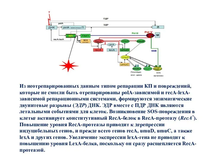 Из неотрепарированных данным типом репарации КП и повреждений, которые не смогли быть