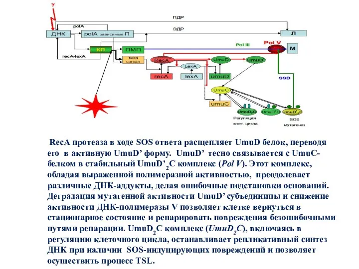 RecA протеаза в ходе SOS ответа расщепляет UmuD белок, переводя его в