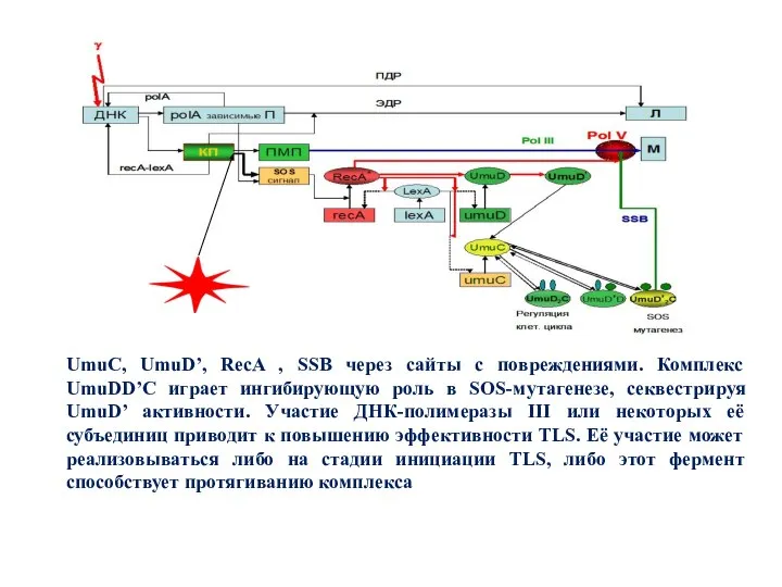 UmuC, UmuD’, RecA , SSB через сайты с повреждениями. Комплекс UmuDD’C играет