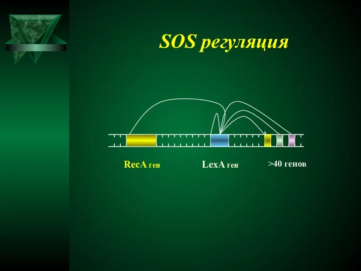 RecA ген LexA ген >40 генов SOS регуляция