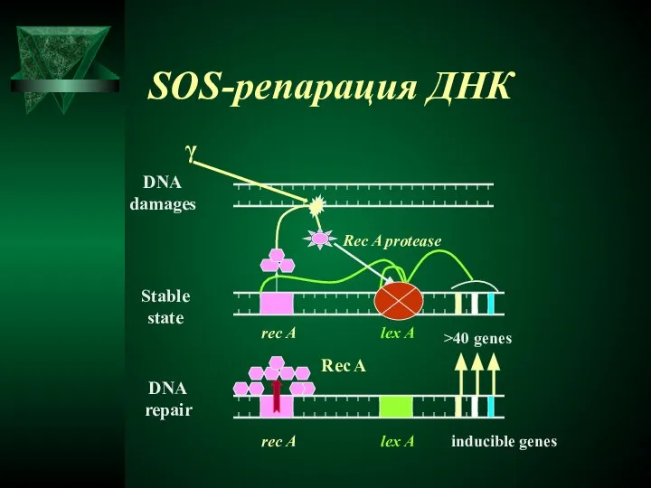 SOS-репарация ДНК γ Rec A protease rec A lex A >40 genes