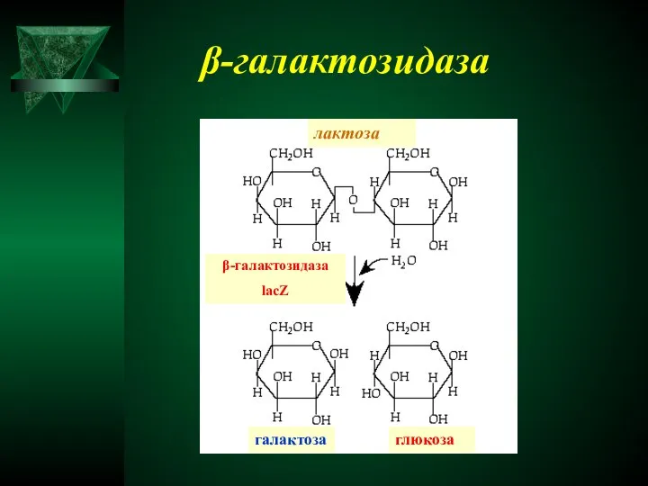 β-галактозидаза лактоза β-галактозидаза lacZ галактоза глюкоза