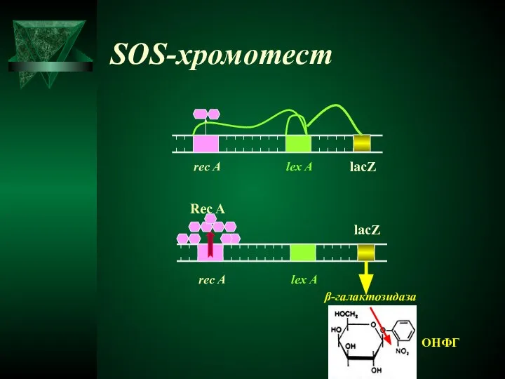 SOS-хромотест rec A lex A rec A lex A Rec A lacZ β-галактозидаза ОНФГ lacZ