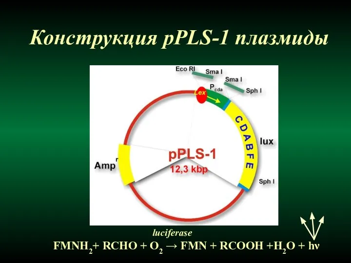 Конструкция pPLS-1 плазмиды FMNH2+ RCHO + O2 → FMN + RCOOH +H2O + hν luciferase