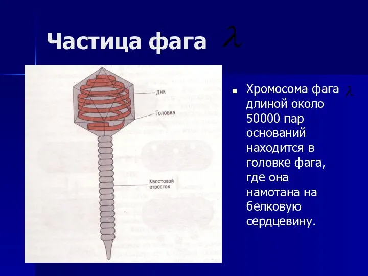 Частица фага Хромосома фага длиной около 50000 пар оснований находится в головке