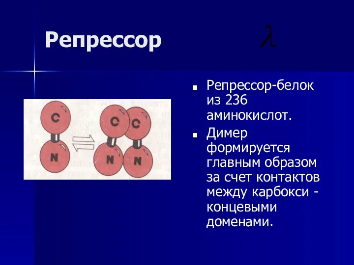 Репрессор Репрессор-белок из 236 аминокислот. Димер формируется главным образом за счет контактов