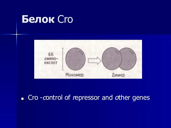 Белок Cro Cro -control of repressor and other genes