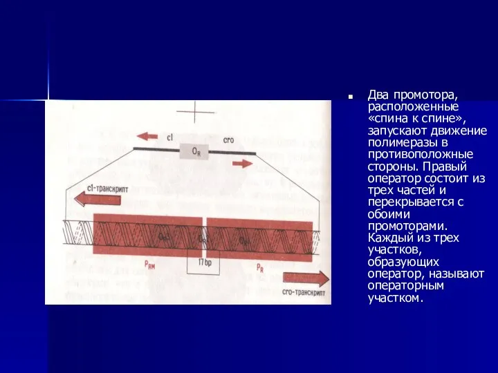 Два промотора,расположенные «спина к спине»,запускают движение полимеразы в противоположные стороны. Правый оператор