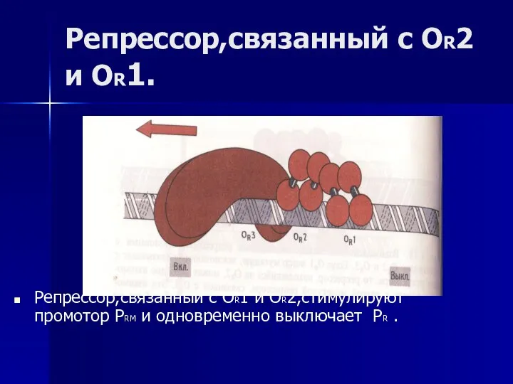 Репрессор,связанный с OR2 и OR1. Репрессор,связанный с OR1 и OR2,стимулируют промотор PRM