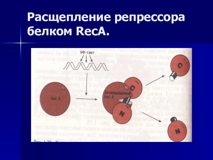 Расщепление репрессора белком RecA.