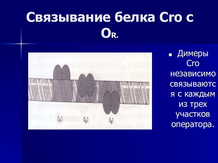 Связывание белка Cro с OR. Димеры Cro независимо связываются с каждым из трех участков оператора.