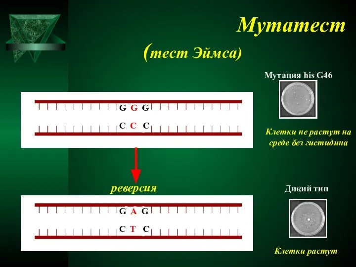 Мутатест (тест Эймса) Мутация his G46 Клетки не растут на среде без гистидина реверсия