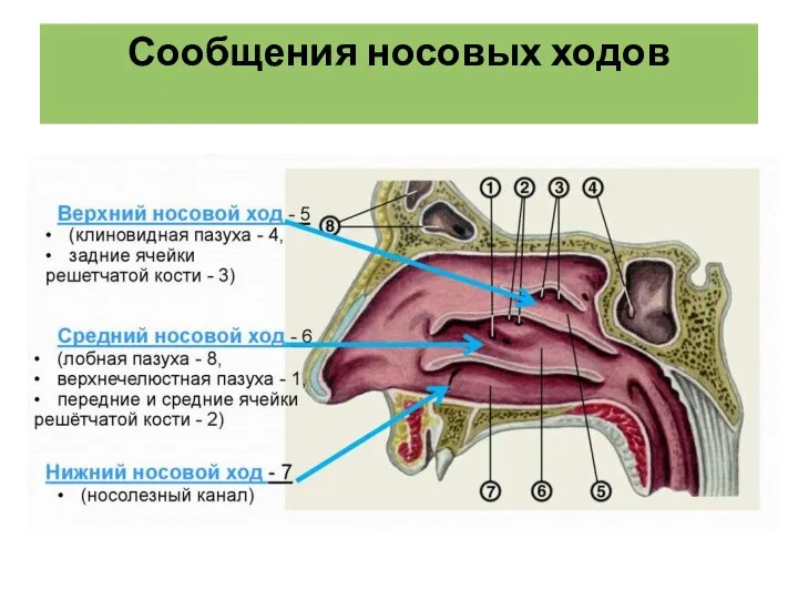 Сообщения носовых ходов