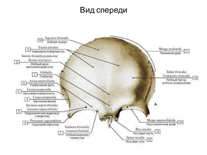 Вид спереди