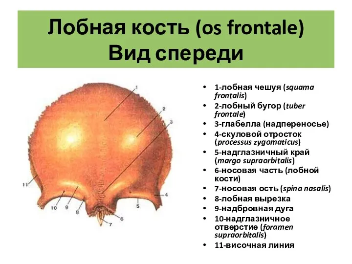 Лобная кость (os frontale) Вид спереди 1-лобная чешуя (squama frontalis) 2-лобный бугор