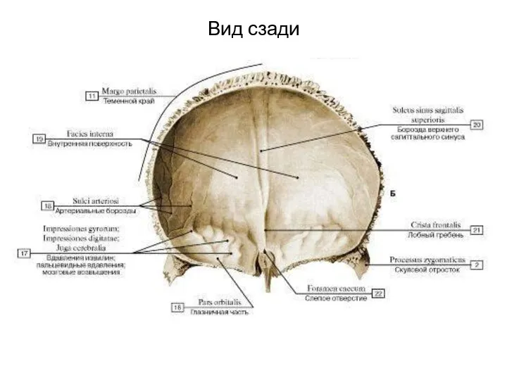 Вид сзади