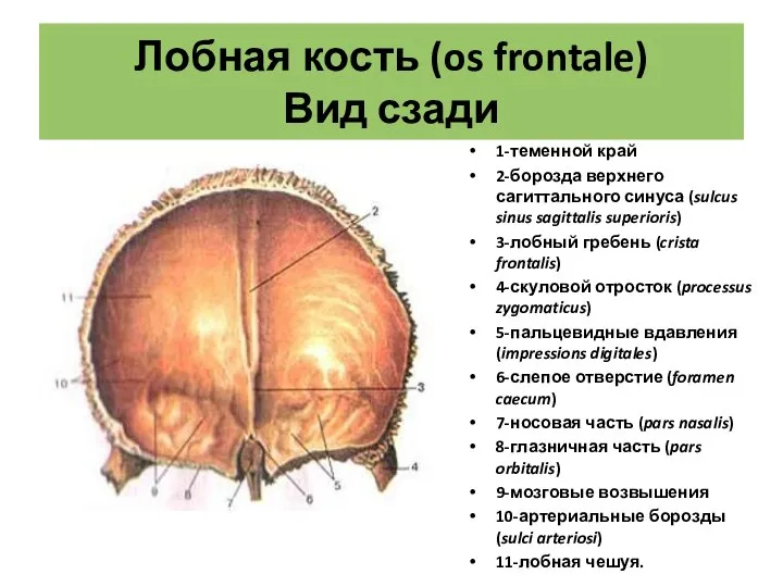 Лобная кость (os frontale) Вид сзади 1-теменной край 2-борозда верхнего сагиттального синуса