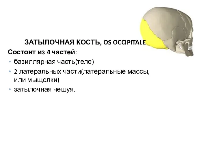 Кости черепа Мозговой отдел ЗАТЫЛОЧНАЯ КОСТЬ, OS OCCIPITALE Состоит из 4 частей: