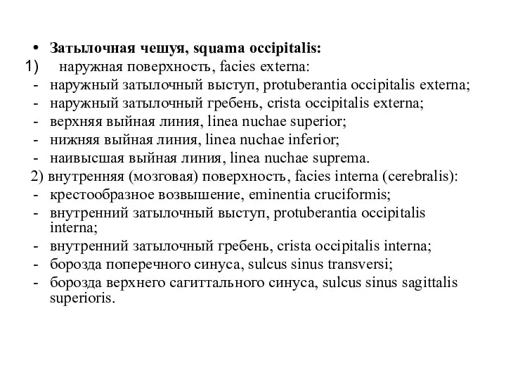 Затылочная чешуя, squama occipitalis: наружная поверхность, facies externa: наружный затылочный выступ, protuberantia