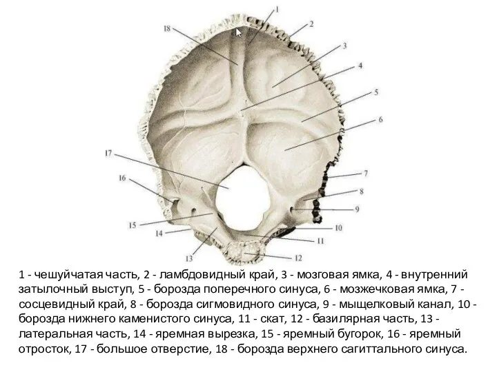 1 - чешуйчатая часть, 2 - ламбдовидный край, 3 - мозговая ямка,