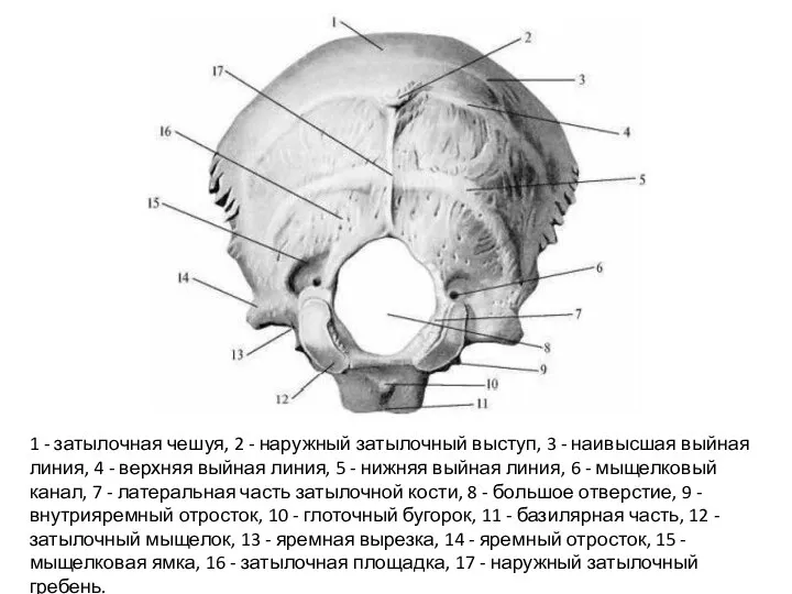 1 - затылочная чешуя, 2 - наружный затылочный выступ, 3 - наивысшая