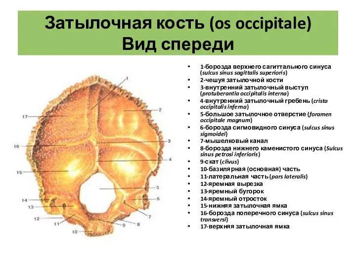 Затылочная кость (os occipitale) Вид спереди 1-борозда верхнего сагиттального синуса (sulcus sinus