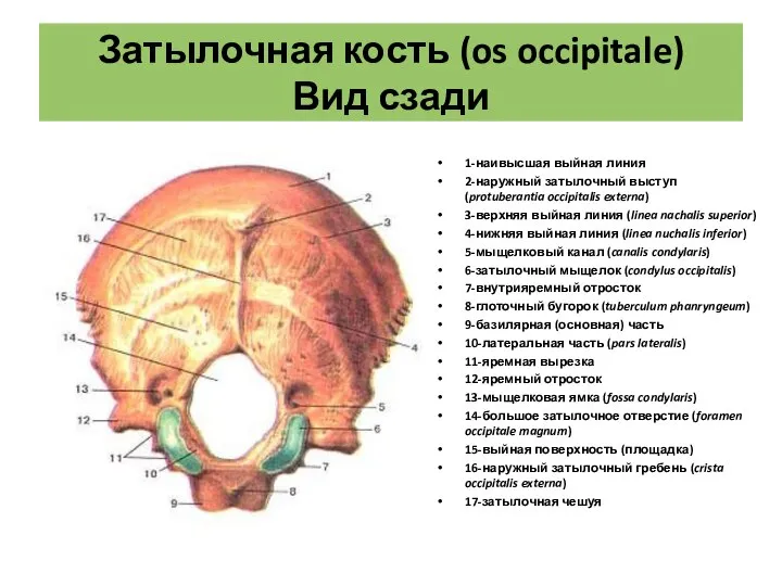 Затылочная кость (os occipitale) Вид сзади 1-наивысшая выйная линия 2-наружный затылочный выступ