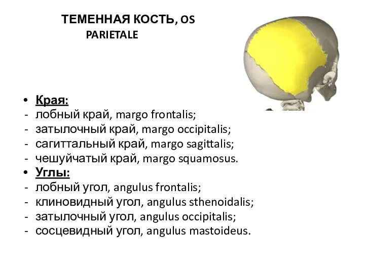 ТЕМЕННАЯ КОСТЬ, OS PARIETALE Края: лобный край, margo frontalis; затылочный край, margo