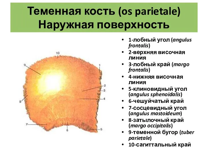 Теменная кость (os parietale) Наружная поверхность 1-лобный угол (angulus frontalis) 2-верхняя височная