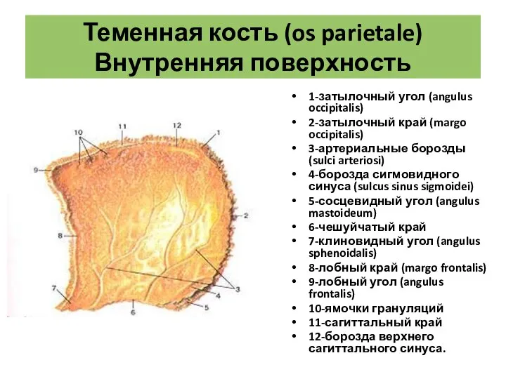 Теменная кость (os parietale) Внутренняя поверхность 1-затылочный угол (angulus occipitalis) 2-затылочный край