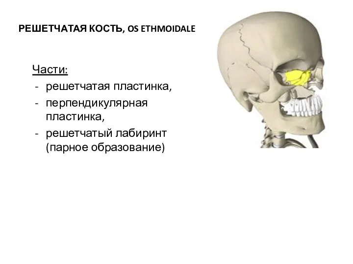 Решетчатая кость РЕШЕТЧАТАЯ КОСТЬ, OS ETHMOIDALE Части: решетчатая пластинка, перпендикулярная пластинка, решетчатый лабиринт (парное образование)